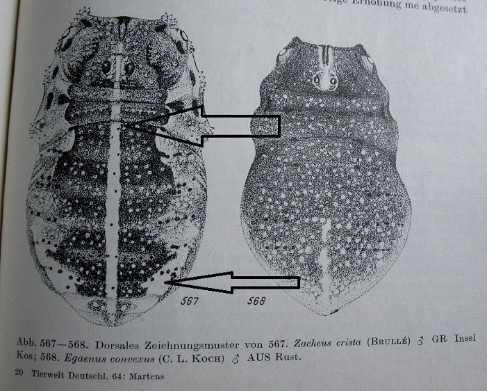 Zacheus crista